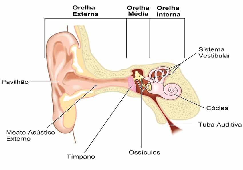 Audi O Defini O Fisiologia Anatomia Da Orelha E Est Mulos Sonoros