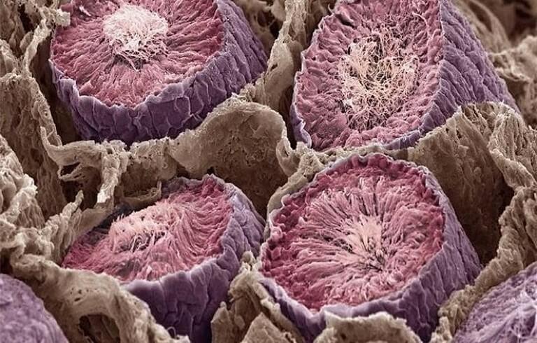 11 partes do corpo humano vistas pelo do microscópio
