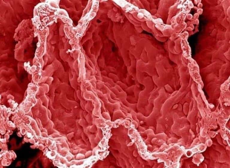 11 partes do corpo humano vistas pelo do microscópio