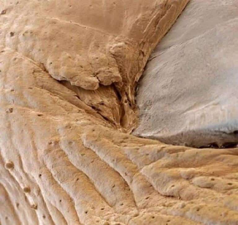 11 partes do corpo humano vistas pelo do microscópio