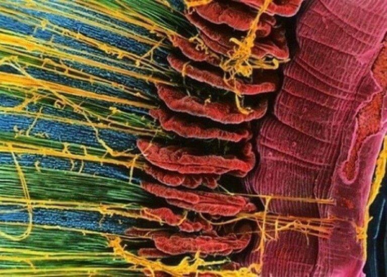 11 partes do corpo humano vistas pelo do microscópio