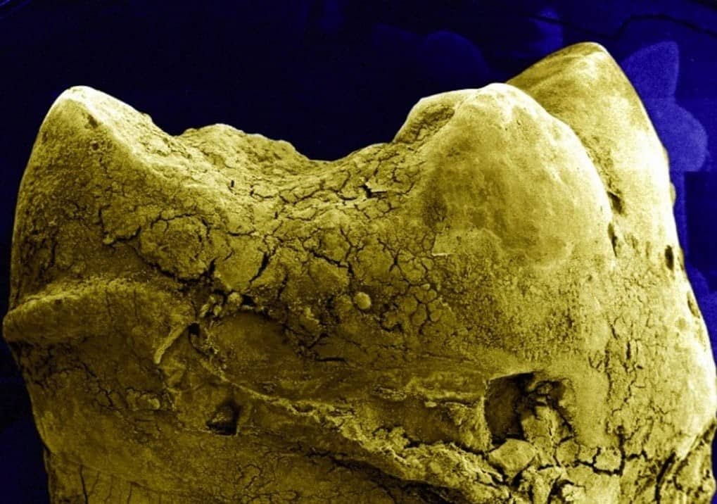 11 partes do corpo humano vistas pelo do microscópio