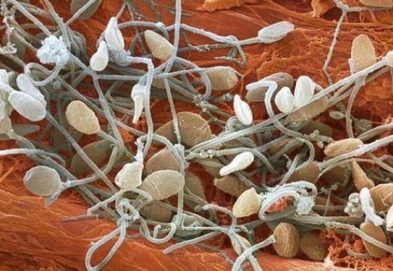 11 partes do corpo humano vistas pelo do microscópio