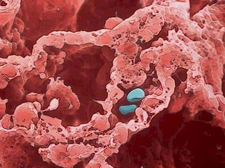 11 partes do corpo humano vistas pelo do microscópio