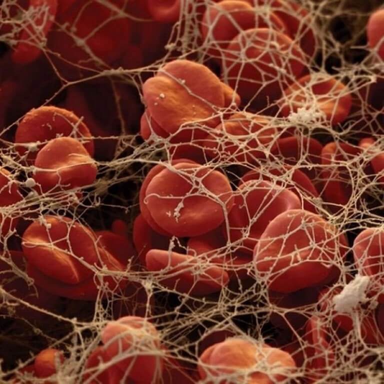 11 partes do corpo humano vistas pelo do microscópio