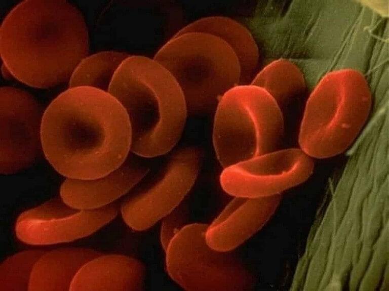 11 partes do corpo humano vistas pelo do microscópio