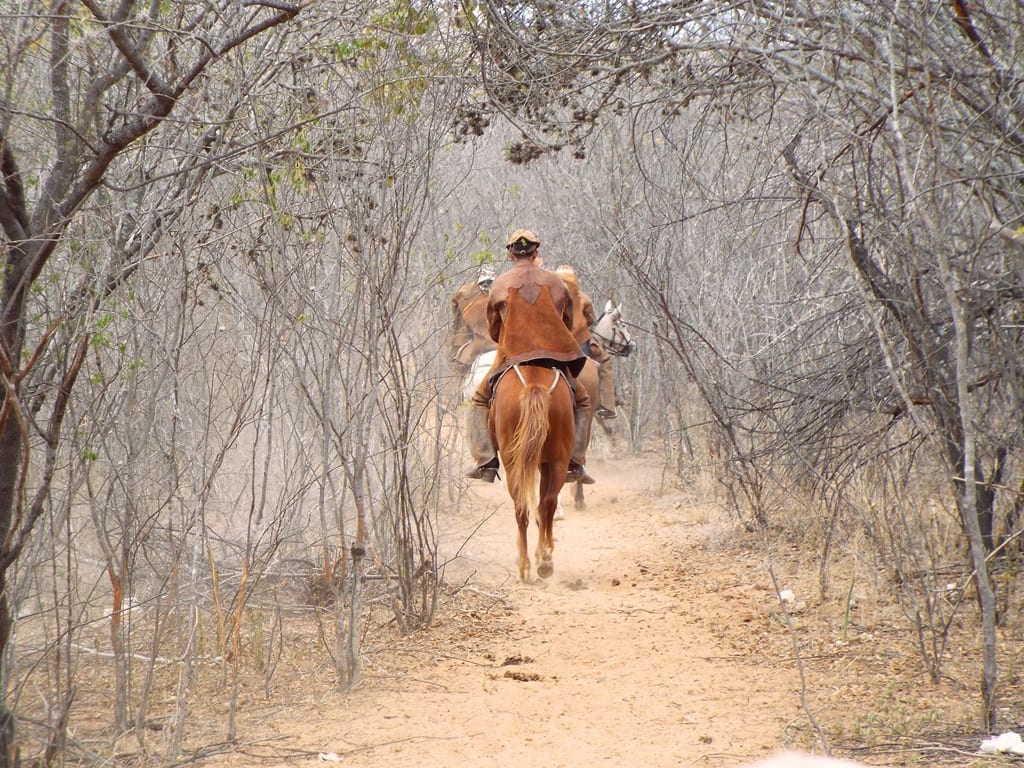 O Que é Caatinga Conheça O Bioma Que Só Existe No Nordeste Brasileiro 0951