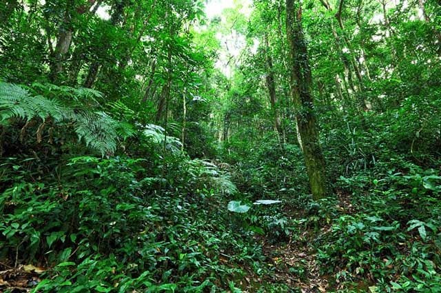 Vegetação do Brasil: uma riqueza incalculável que vem da variedade