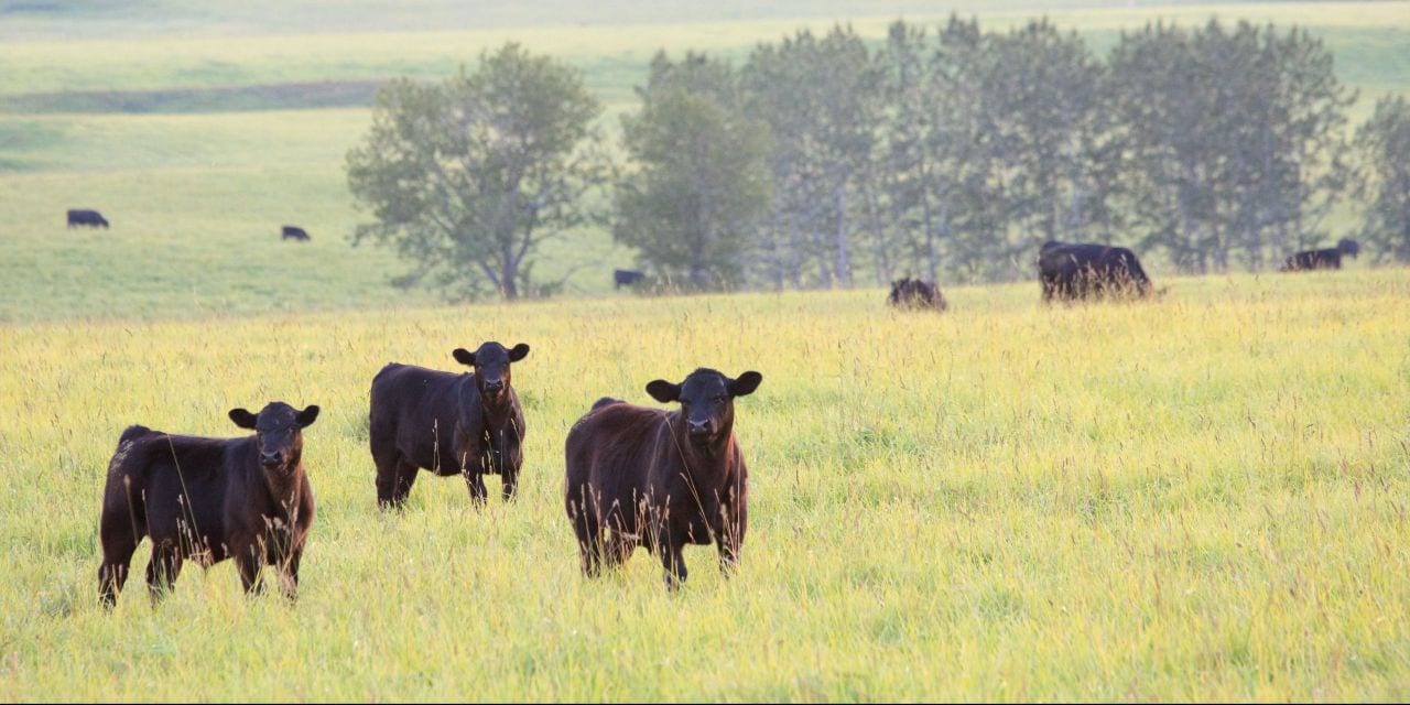 O Bioma Pampa é o único que ocorre apenas no Rio Grande do Sul