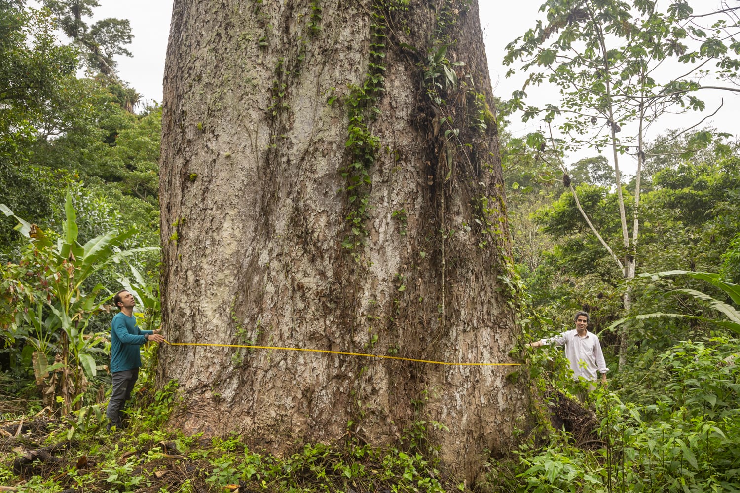 Você conhece as riquezas da Mata Atlântica e sua diversidade cultural?