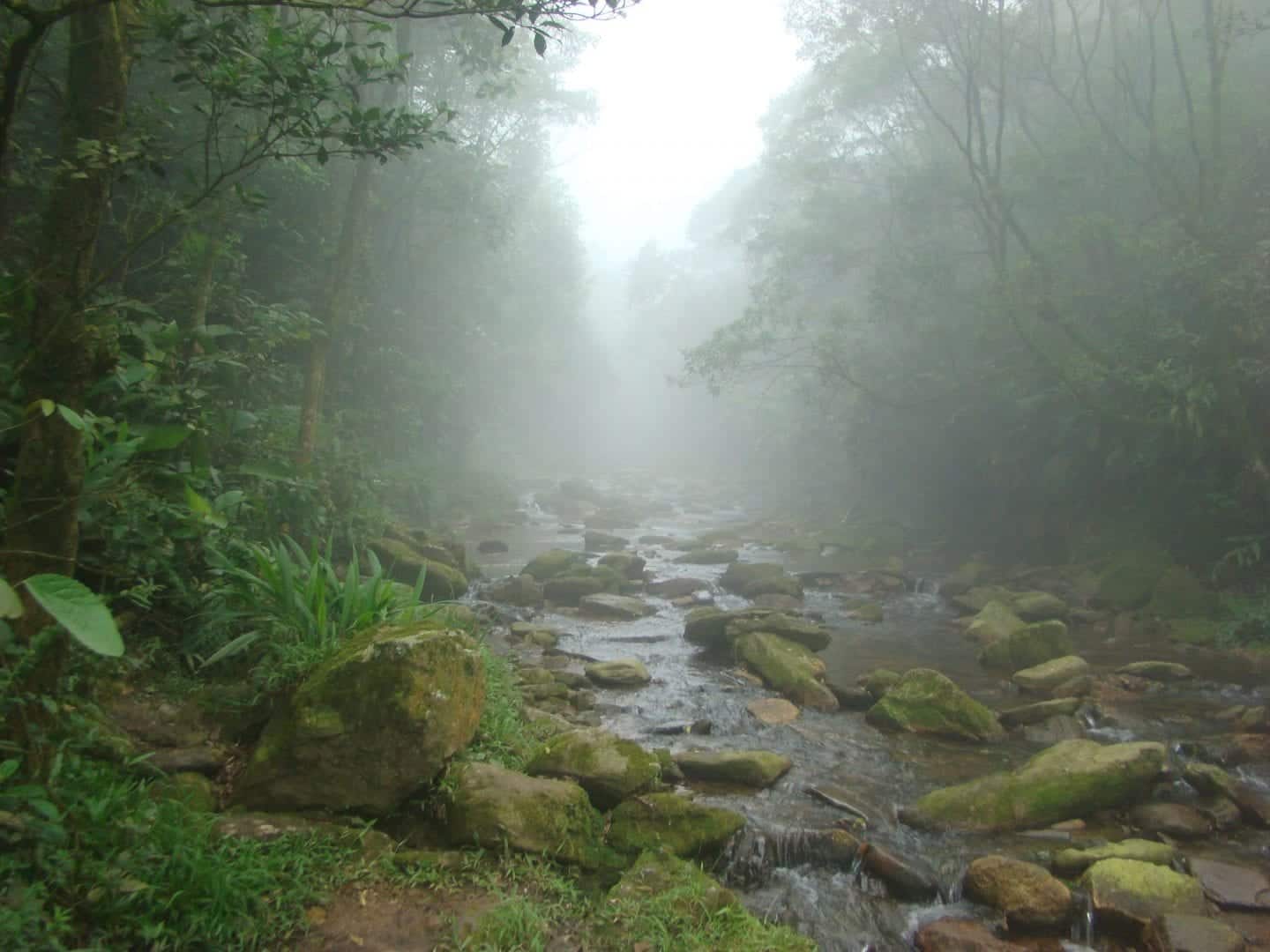 Você conhece as riquezas da Mata Atlântica e sua diversidade cultural?