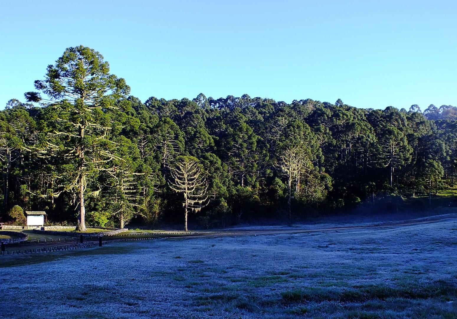 Você sabia que a Mata das Araucárias pode desaparecer do Sul do Brasil?