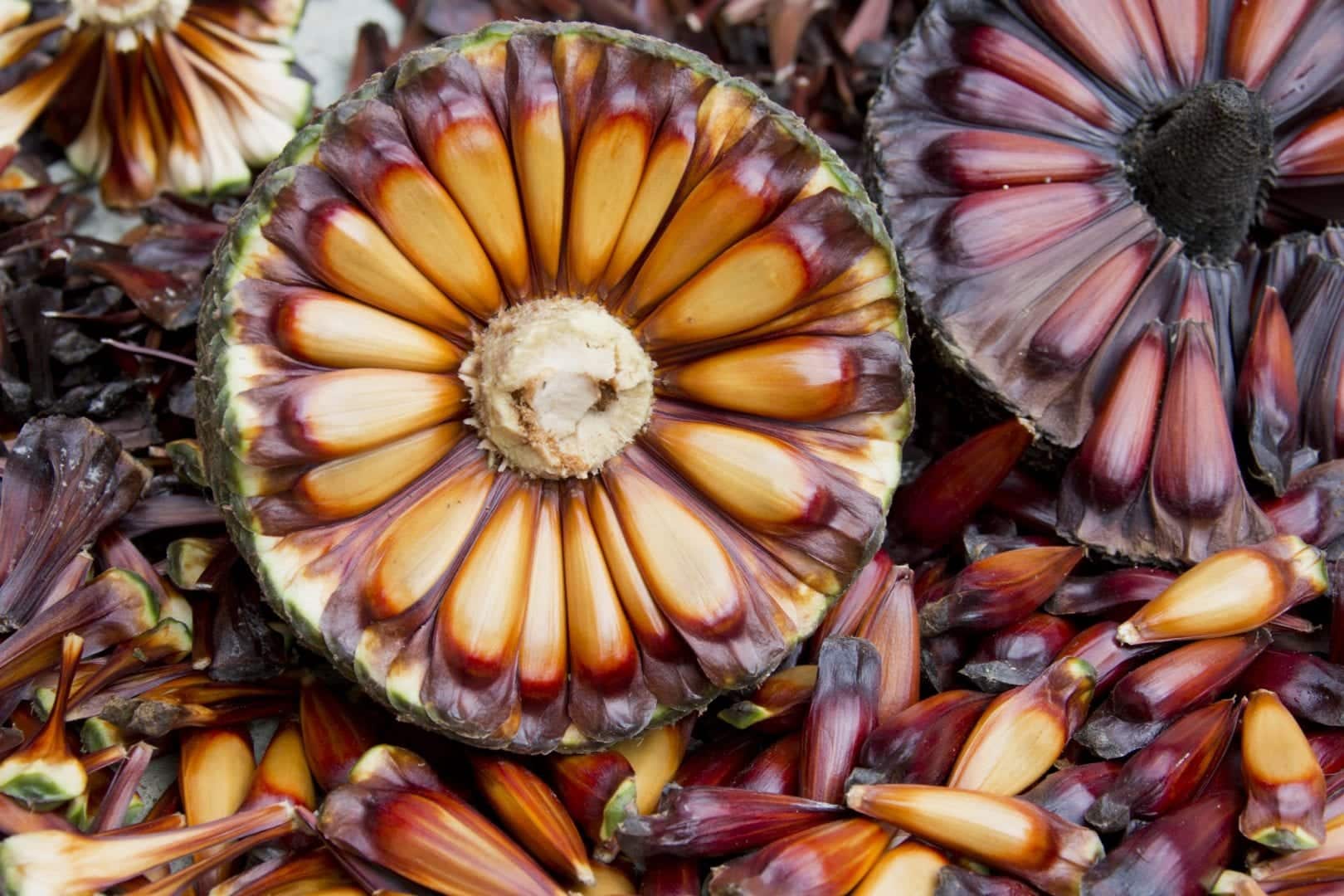 Você sabia que a Mata das Araucárias pode desaparecer do Sul do Brasil?