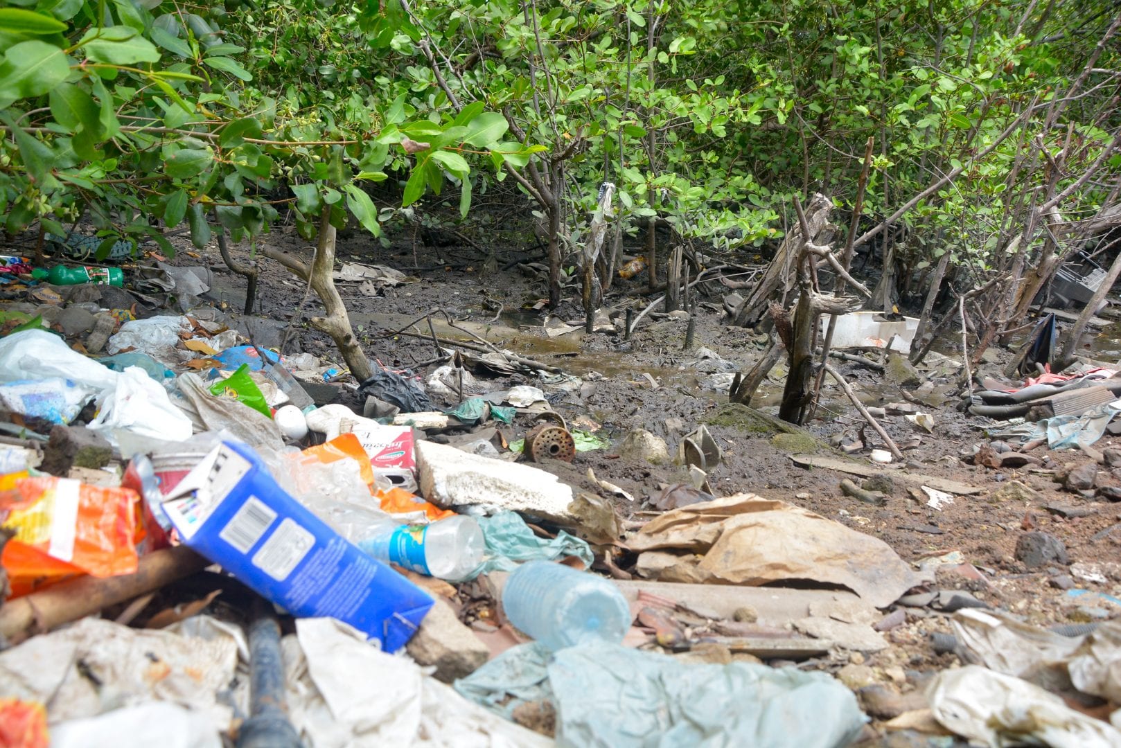 Você sabia que o Manguezal é um berçário de muitas espécies?