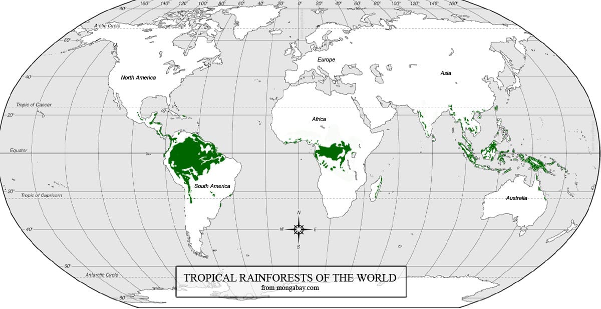 Floresta Tropical Onde é Encontrada Fauna Flora E Clima Predominante 