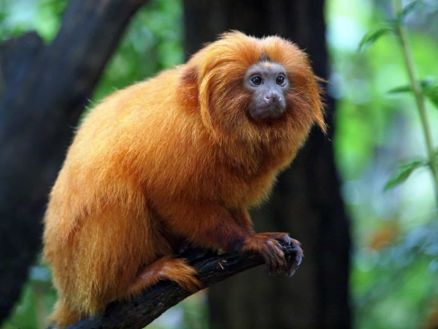 Saiba onde ficam as florestas tropicais e conheça suas características