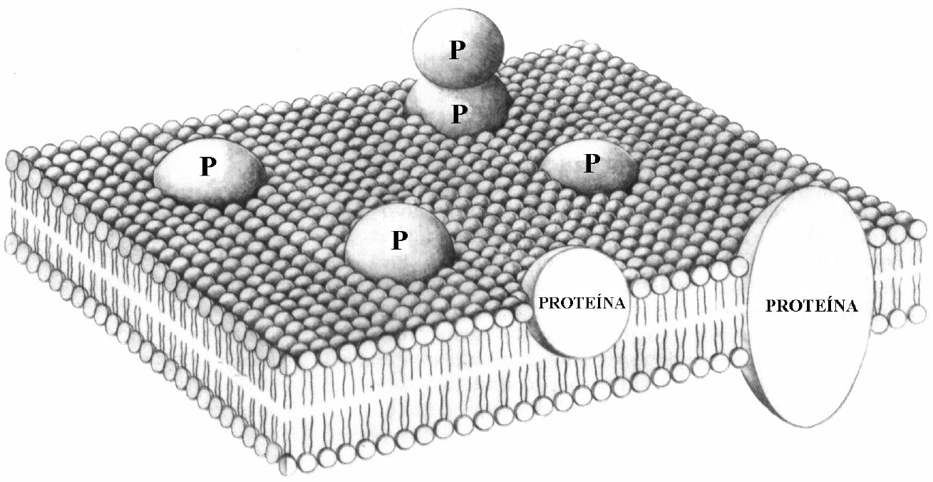 Conheça a osmose e saiba como é a movimentação da água na célula