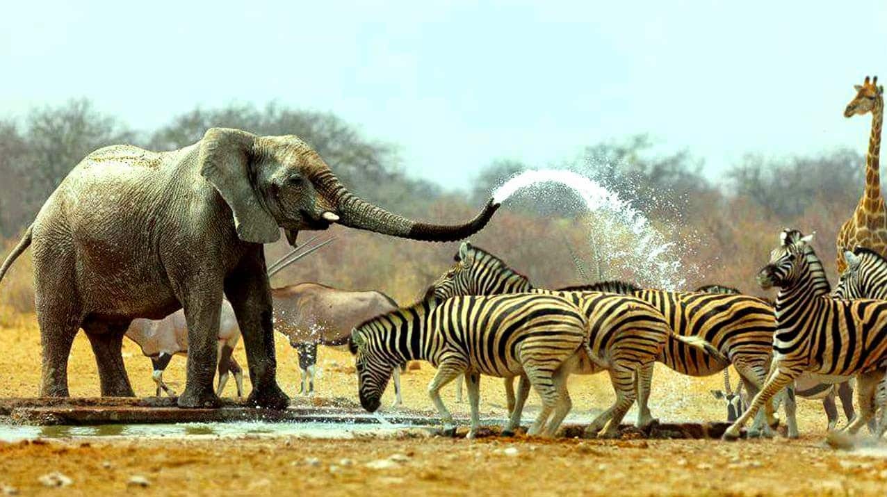 Conheça as Savanas: onde ocorrem? Quais animais e plantas ali vivem?