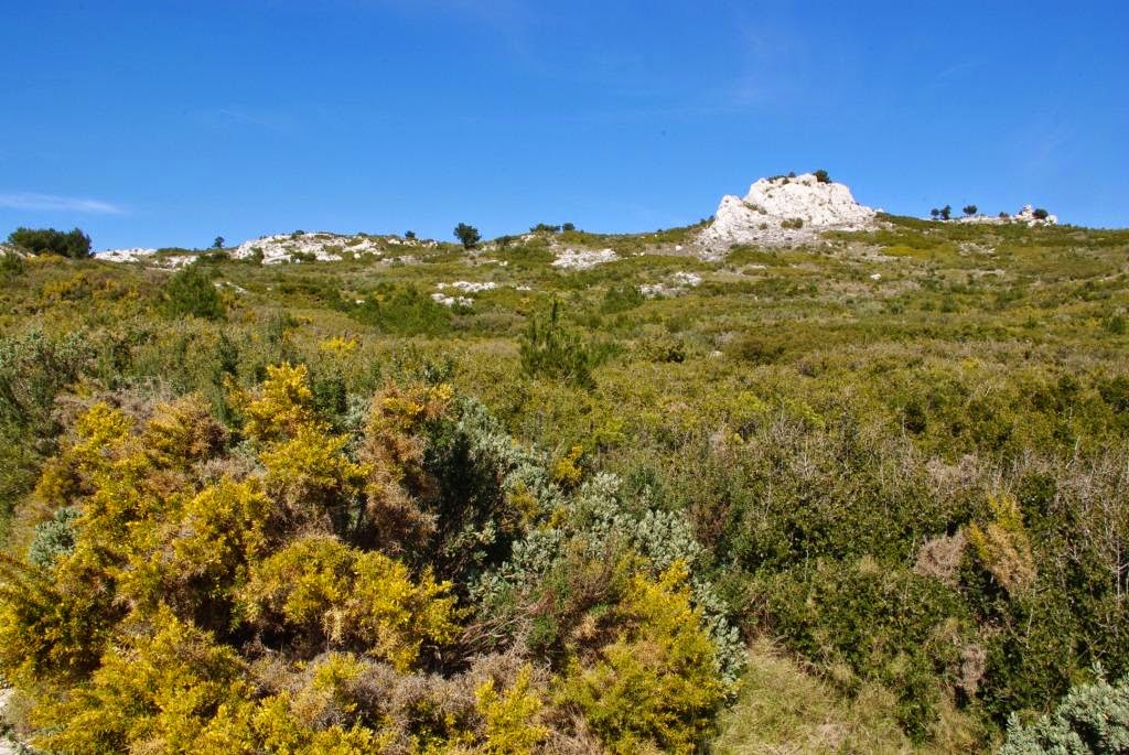 Vegetação mediterrânea, onde ocorre, qual sua flora e fauna