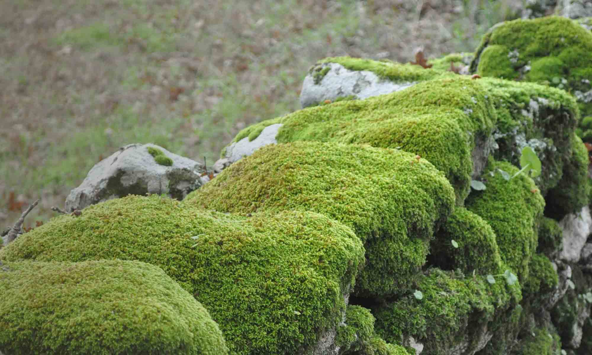 Reino Vegetal: origem, características e classificação