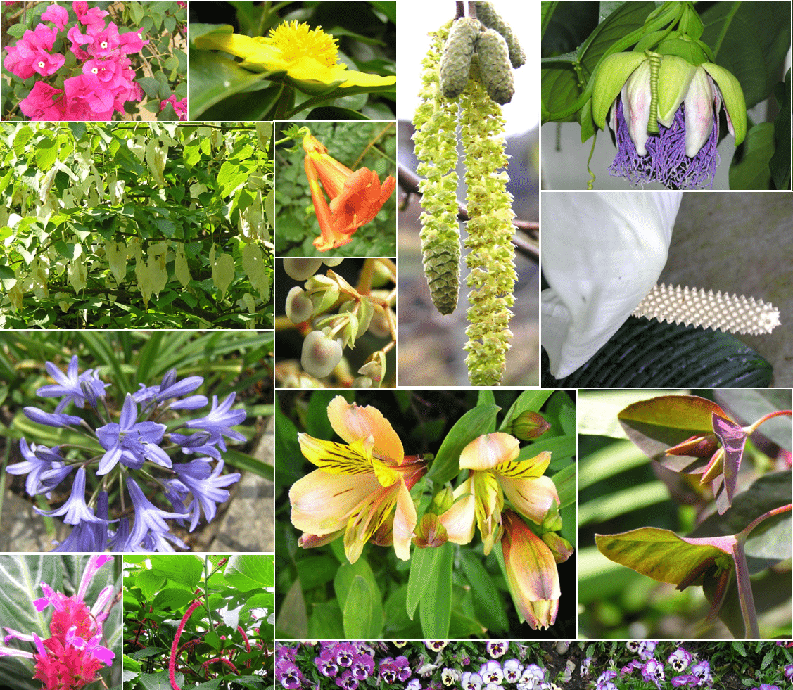 Reino Vegetal: origem, características e classificação