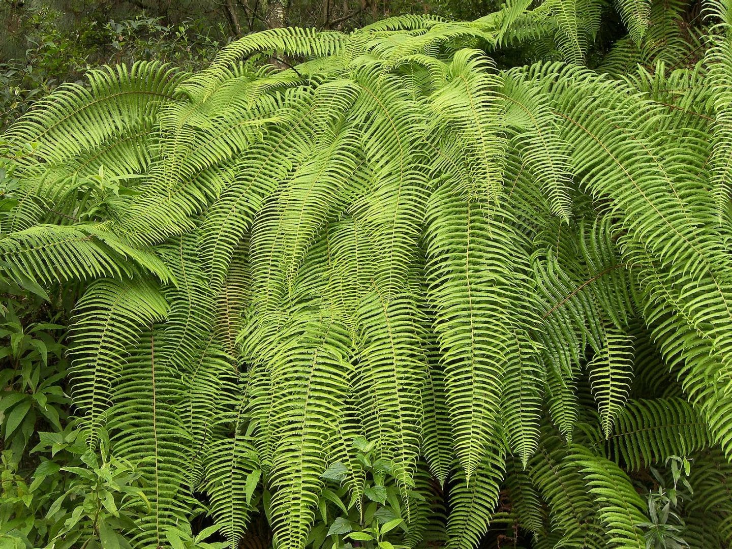 Reino Vegetal: origem, características e classificação
