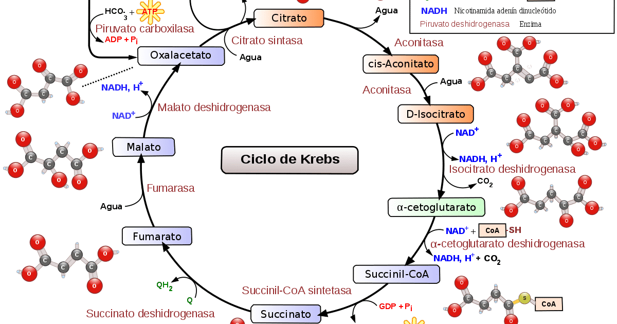 Respiração celular, aeróbica, anaeróbica, fermentação e etapas