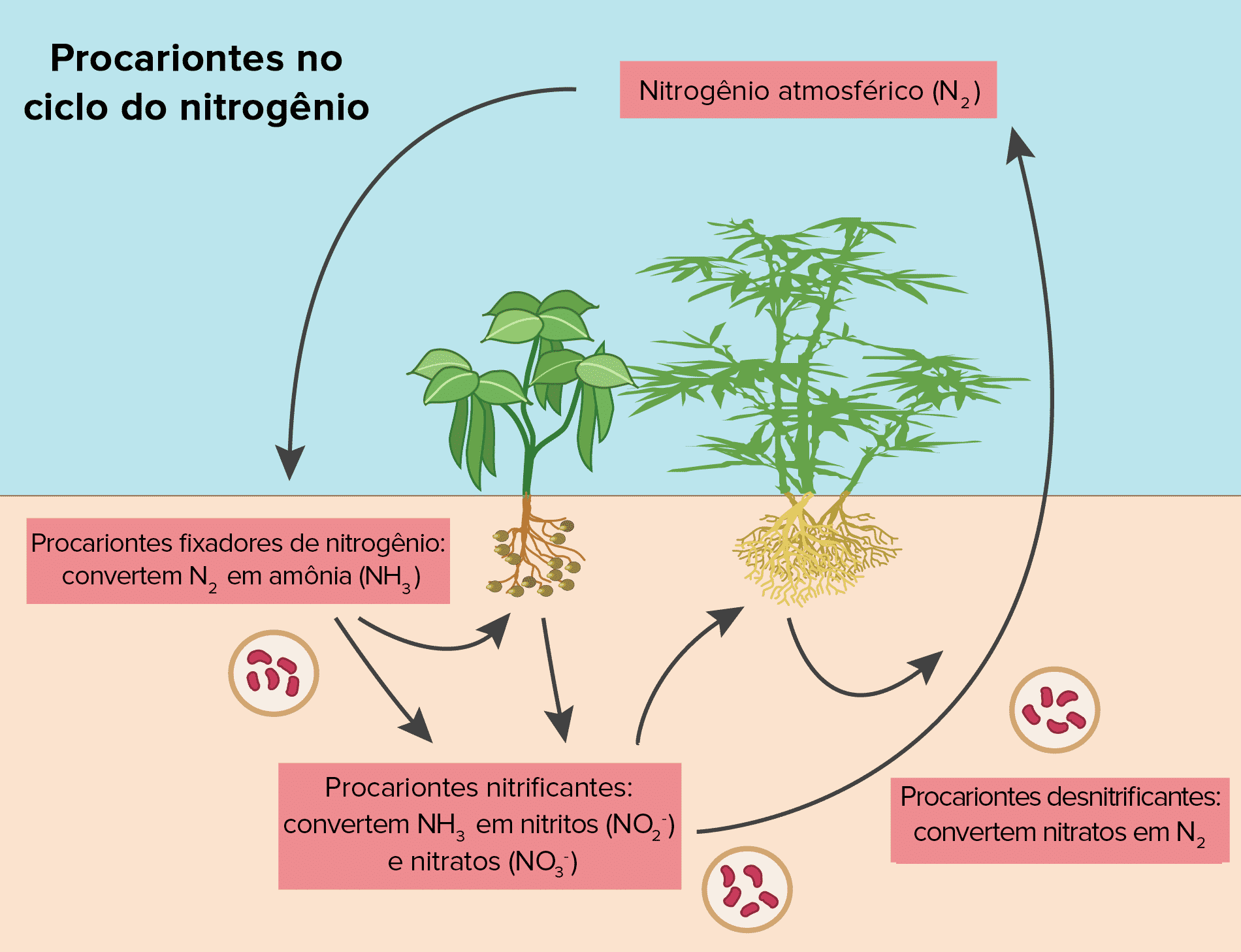 Ciclos Biogeoquímicos Saiba O Que São E Como Eles Influenciam A Vida 0629