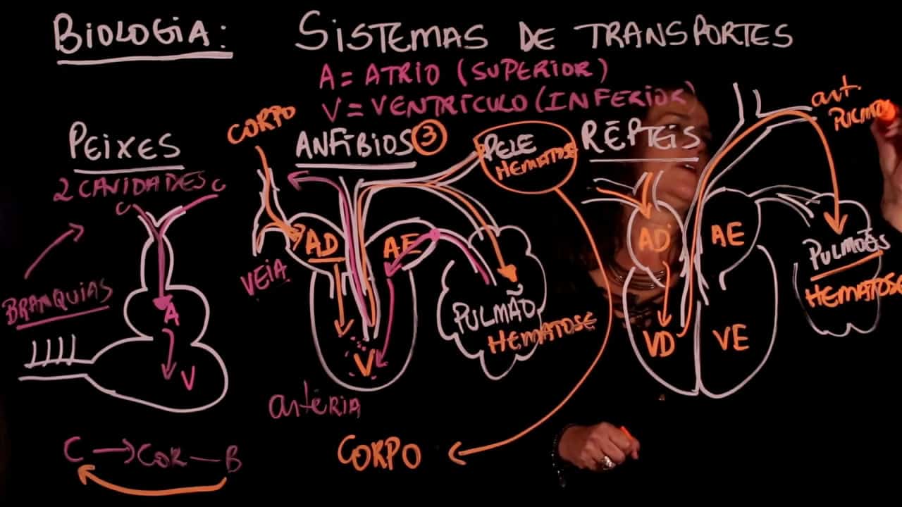 Conheça a Fisiologia – história, atuação, classificação e aplicação prática