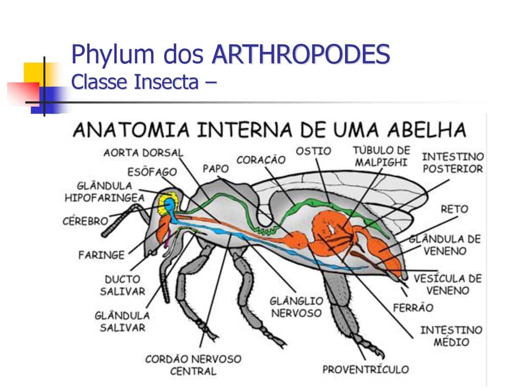 Abelhas – divisão de tarefas, organização, anatomia e função