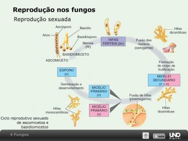 Fungos – o que são, vida, reprodução, doenças e onde se desenvolvem