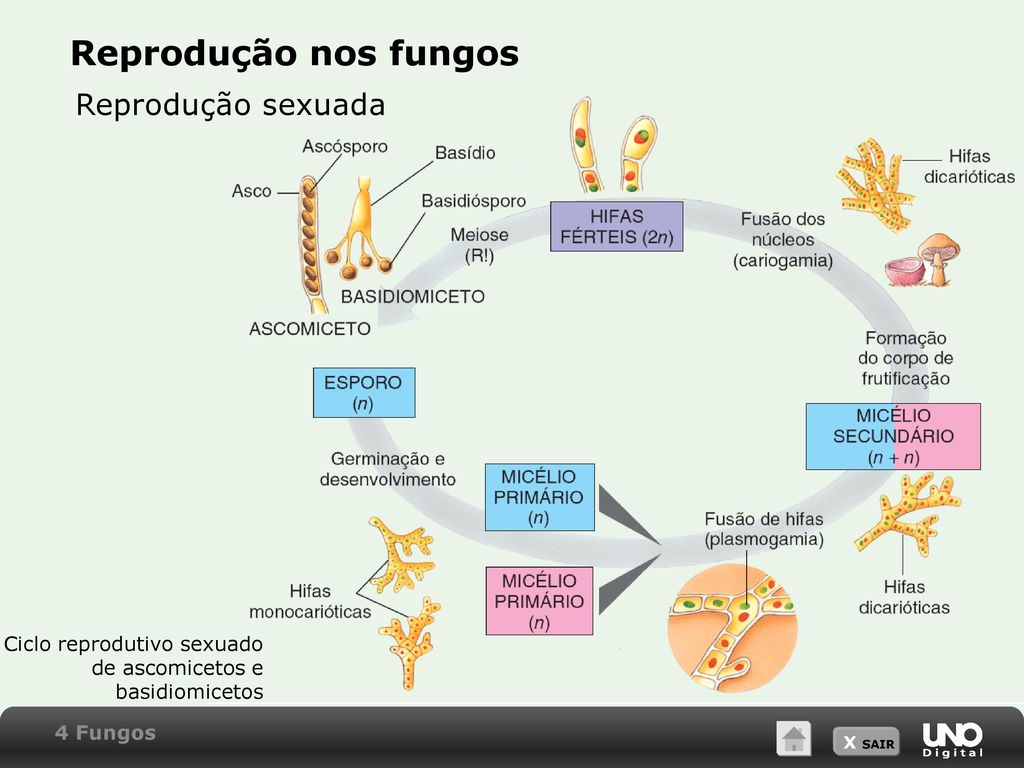 Fungos O Que São Vida Reprodução Doenças E Onde Se Desenvolvem 8458