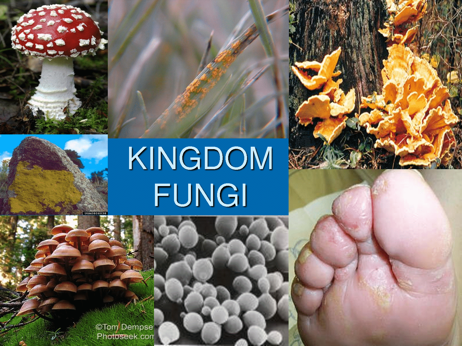 Fungus перевод. Fungus Kingdom. Царство Фунги.