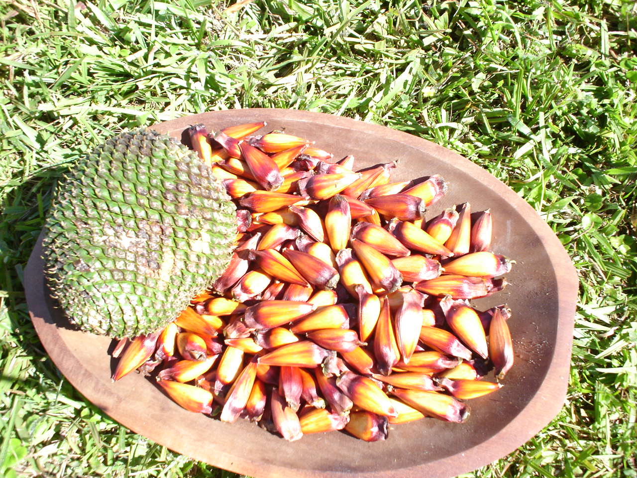 Gimnospermas – características, classificação, reprodução e estróbilos