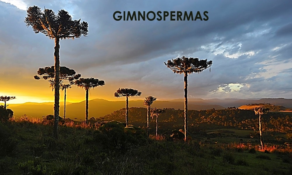 Gimnospermas – características, classificação, reprodução e estróbilos