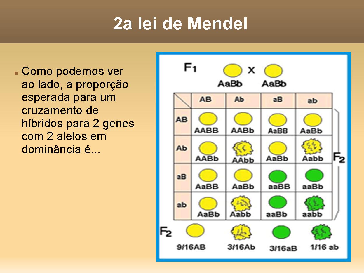 Leis de Mendel - cruzamentos, polinização cruzada e linhagens obtidas