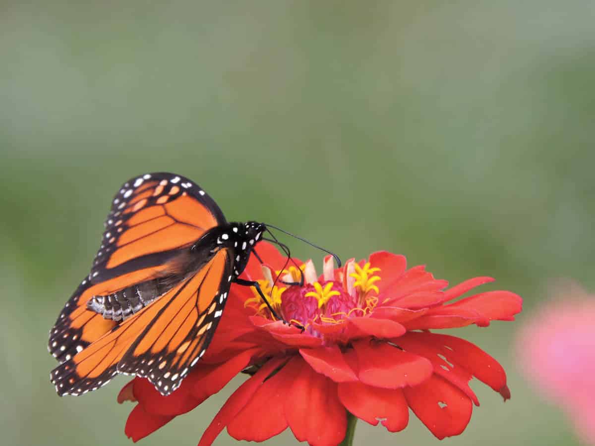 Polinização – formas, tipos, agentes polinizadores, autopolinização