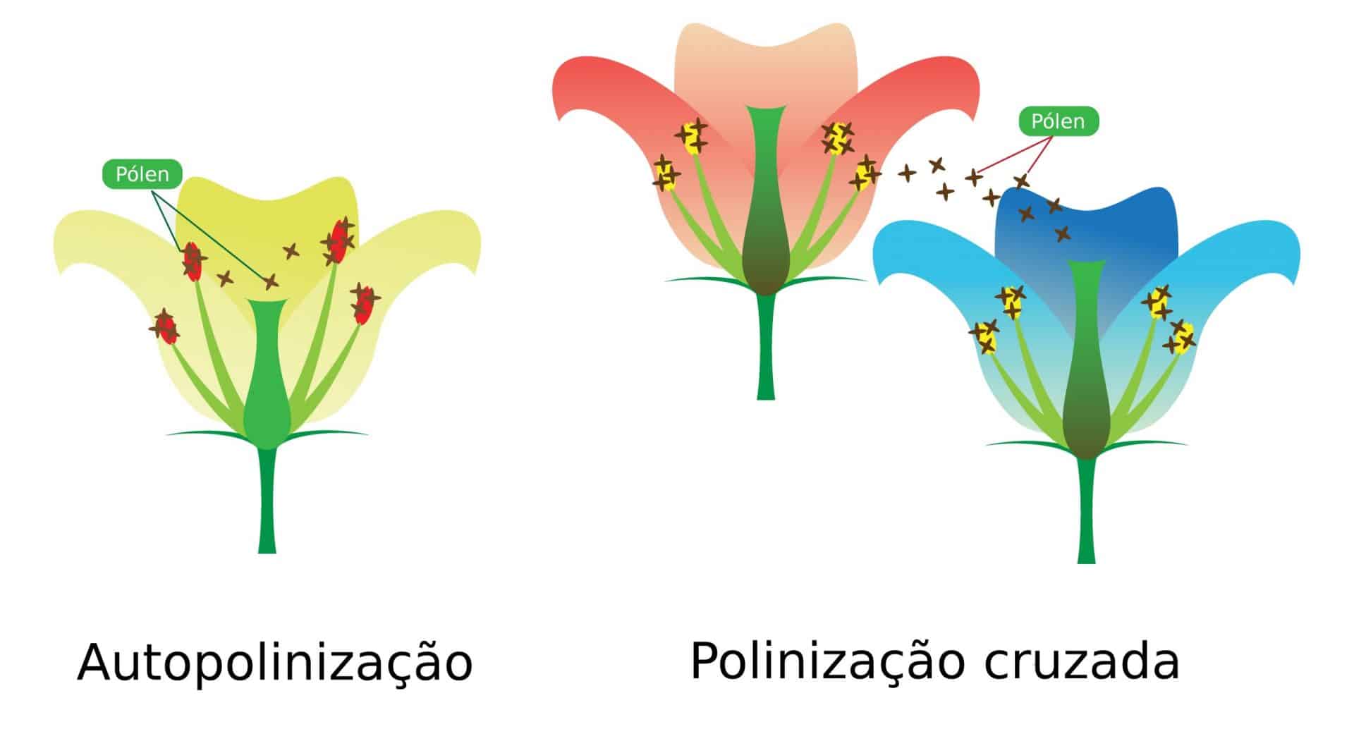 Polinização – formas, tipos, agentes polinizadores, autopolinização