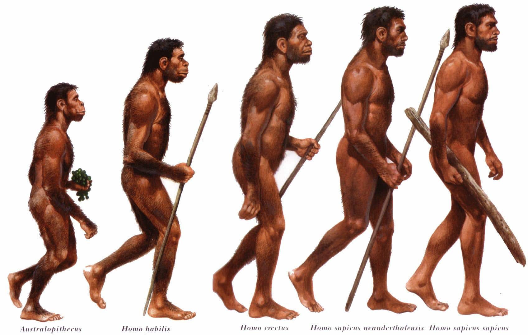 Homo sapiens: O que é, origem e características da única espécie humana, image size:1697x1078