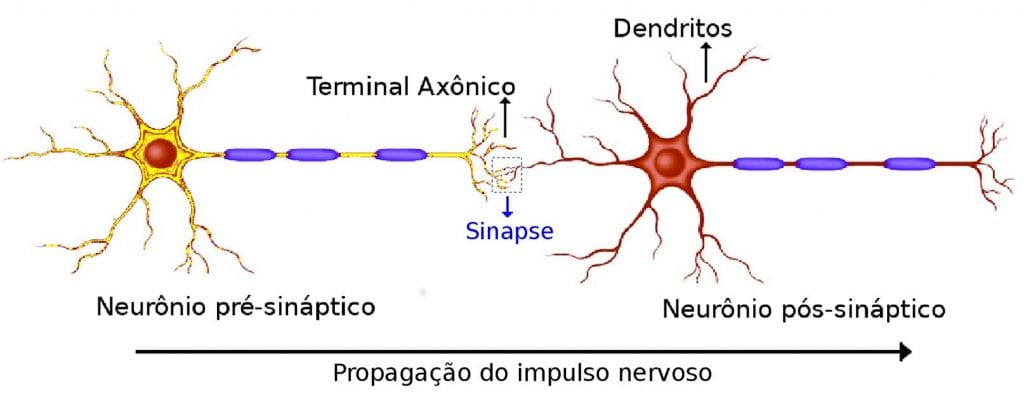 O Que é Sinapse Função No Cérebro Tipos E Como Ocorre