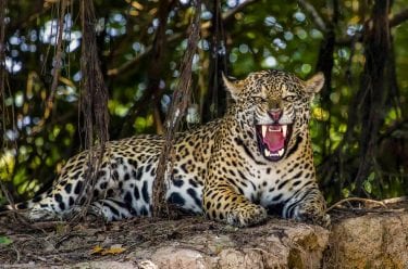Extrativismo animal: o que é, como funciona, produtos e perigos