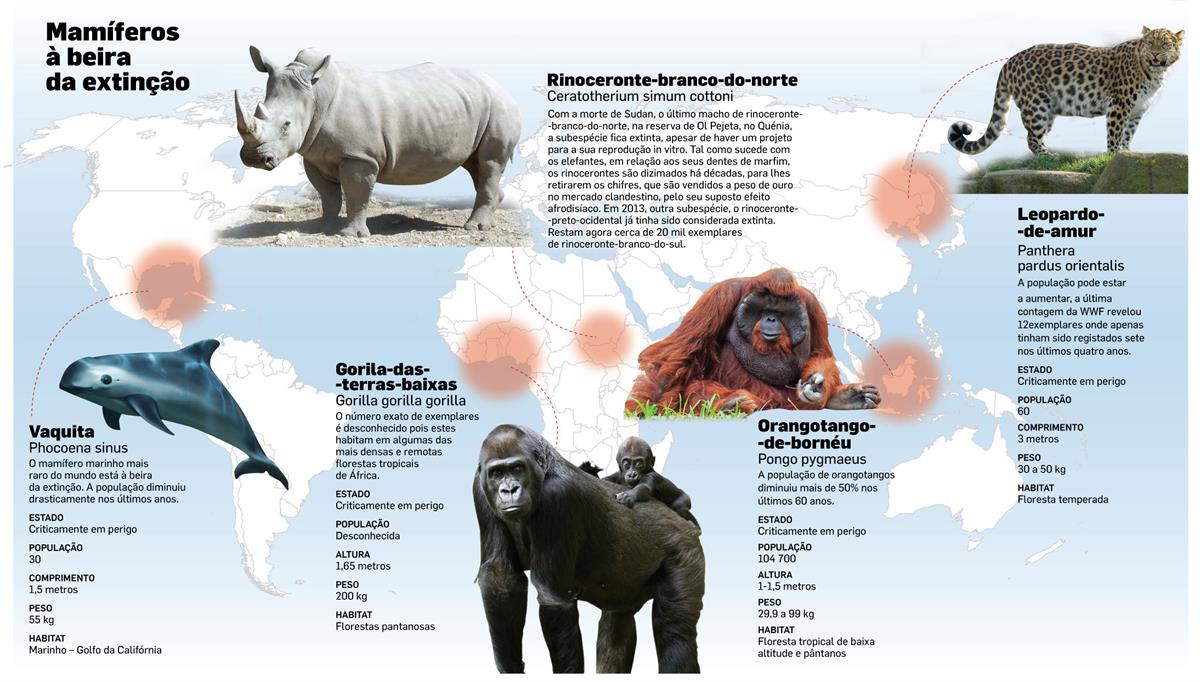 Mamíferos - Classificação, principais características e curiosidades