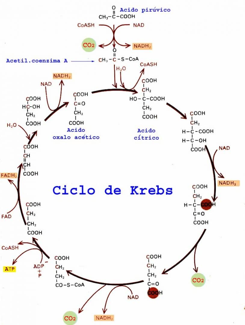 Ciclo De Krebs Completo 5576