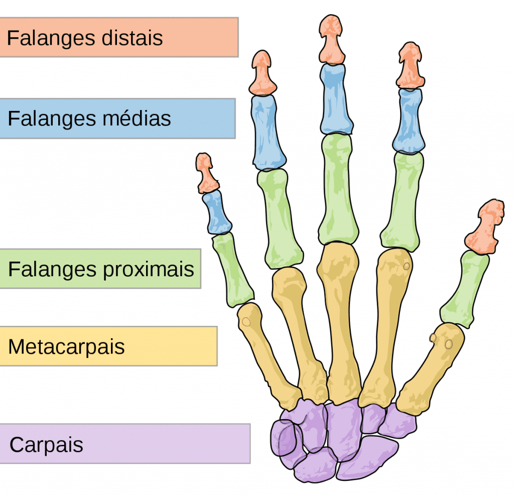 Anatomia Dos Dedos Da Mão Modisedu