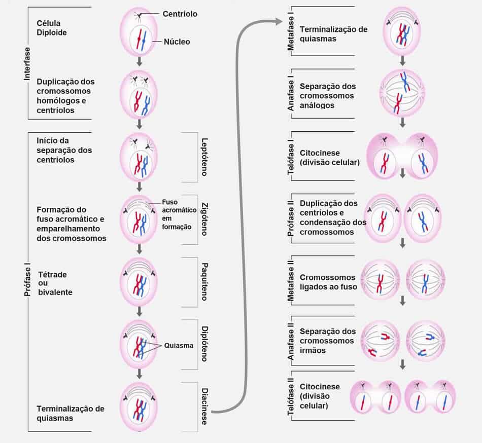 Meiose - O que é, fases, características e sub-divisões