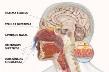 Olfato – O que é, como funciona e distúrbios do sistema olfativo