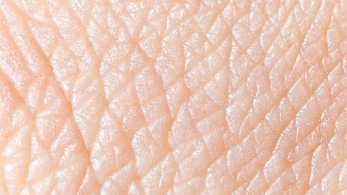 Tato – Terminações nervosas e doenças que podem afetar o tato