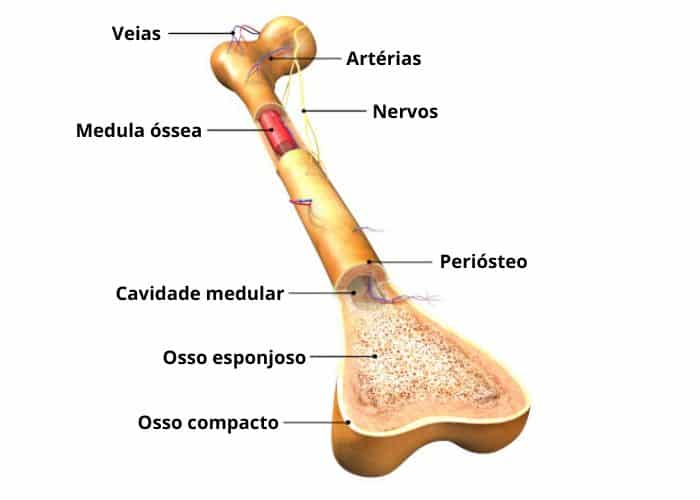 Sistema Esquelético O Que é Função E Os Ossos Presentes No Sistema