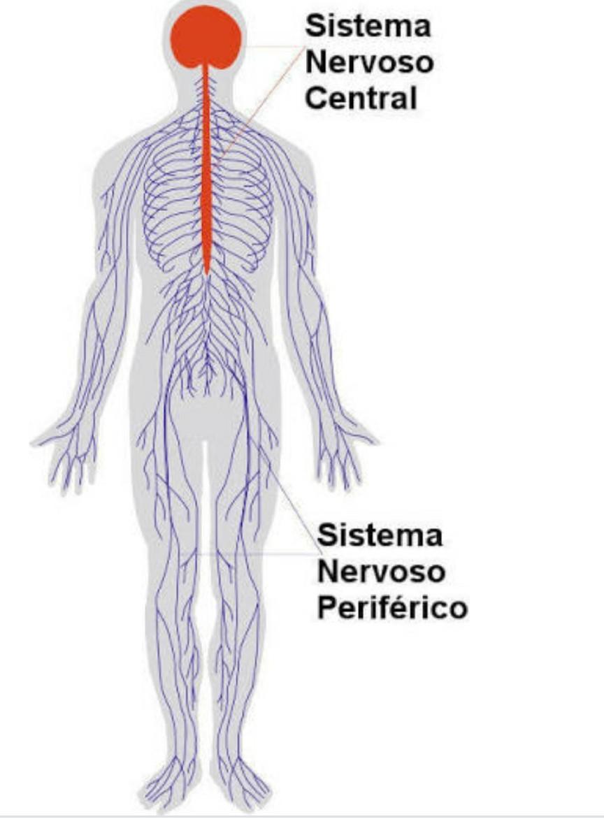 Sistema Nervoso Defini O Divis Es Principais Fun Es E Rg Os