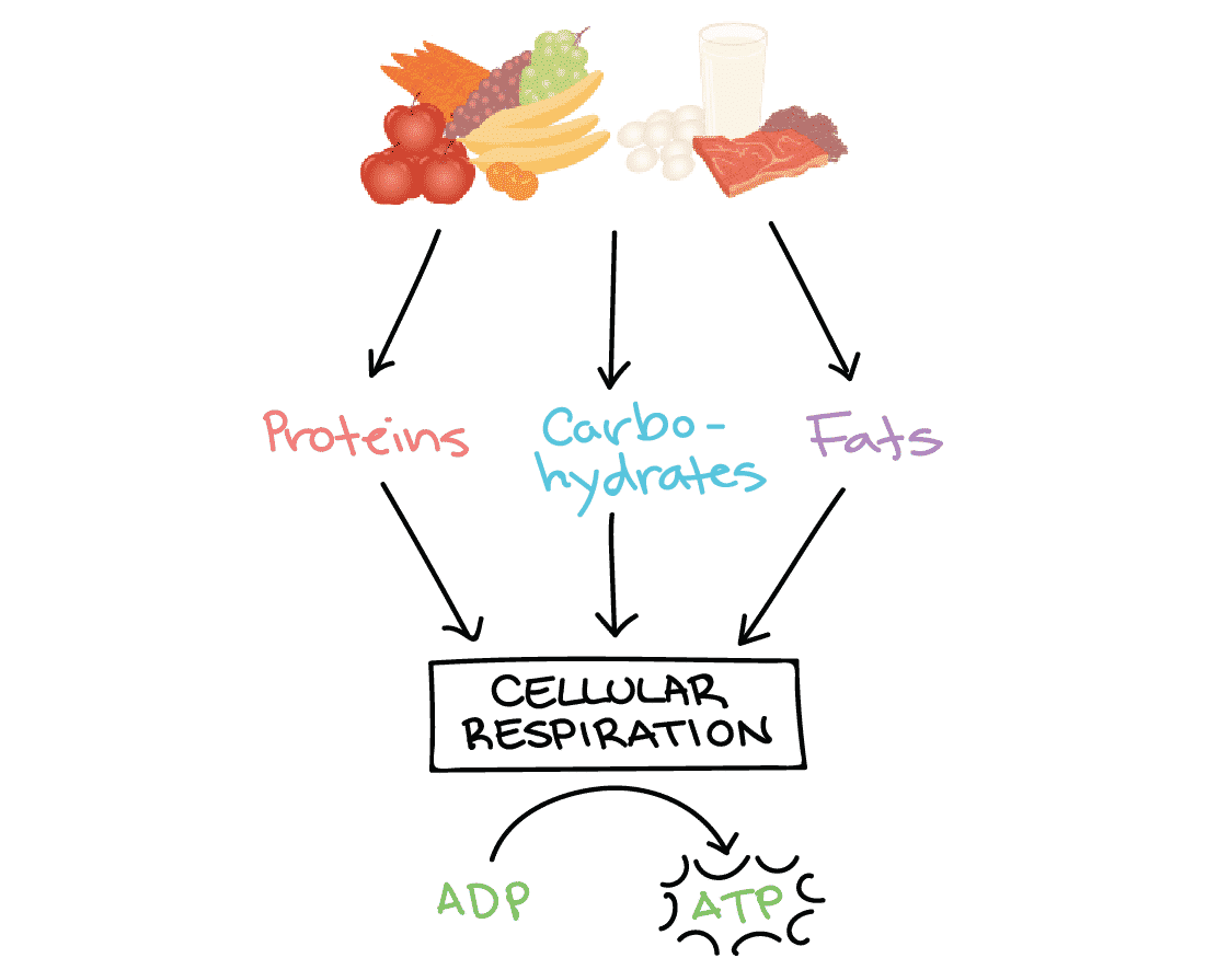 Metabolismo: Definição, Tipos, Processos E Características